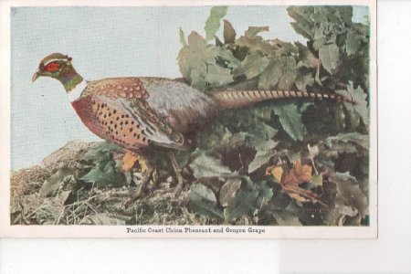 Postcard-Ad for pheasants